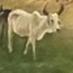 A bull